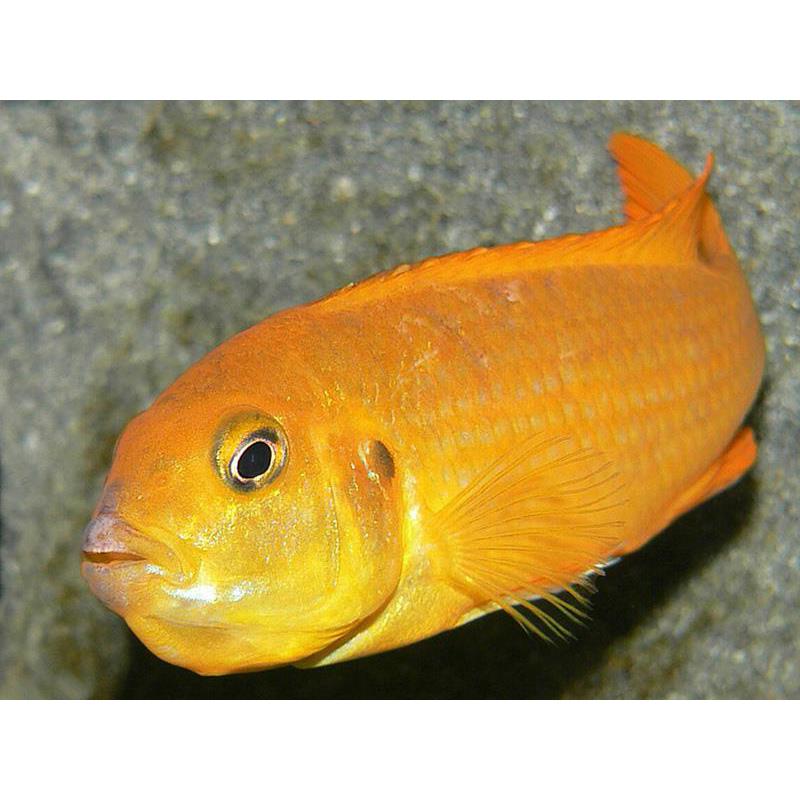 Pseudotropheus saulosi red coral - imagine 4